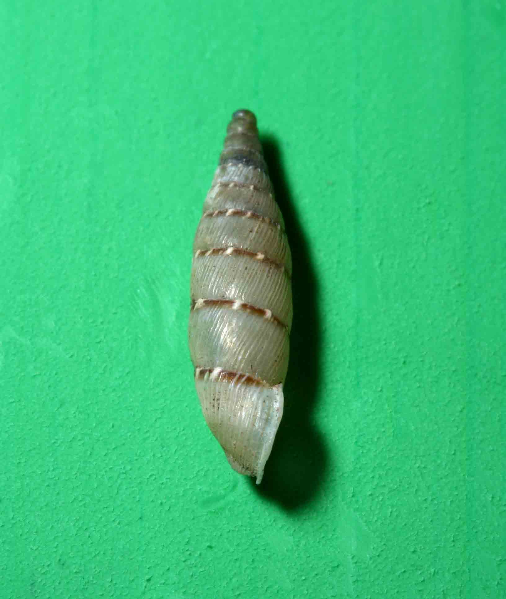 Papillifera papillaris (O.F. Mller, 1774) - Monte Soratte